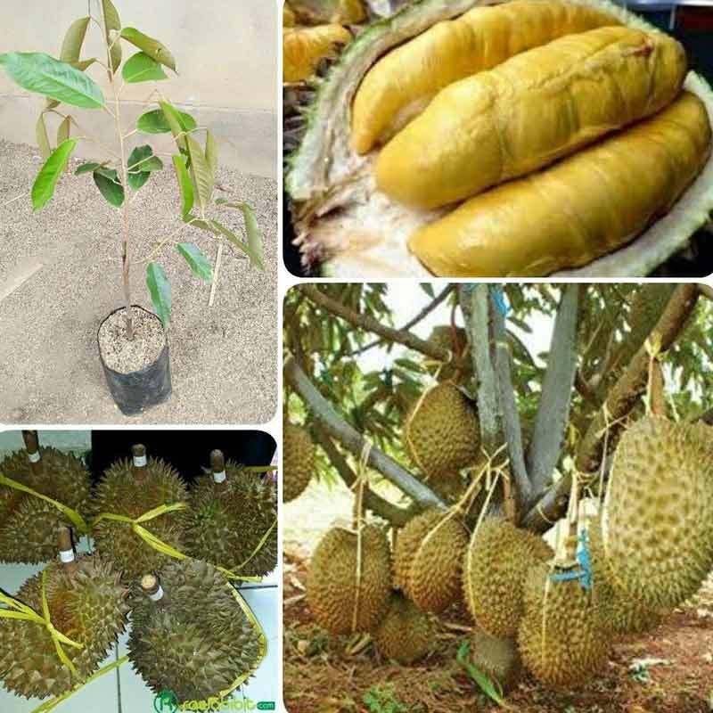 bibit durian montong okulasi