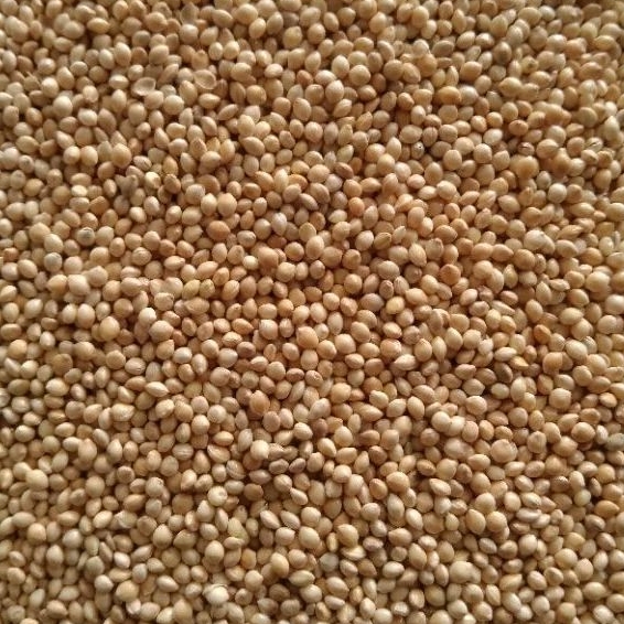 Pakan Burung Millet Putih White Millet 1 Kg