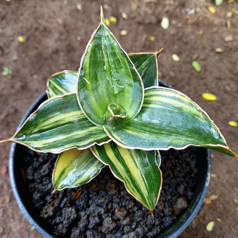 sanseviera sansevera sanseviera lidah gajah SANSEVIERA KIMAYO