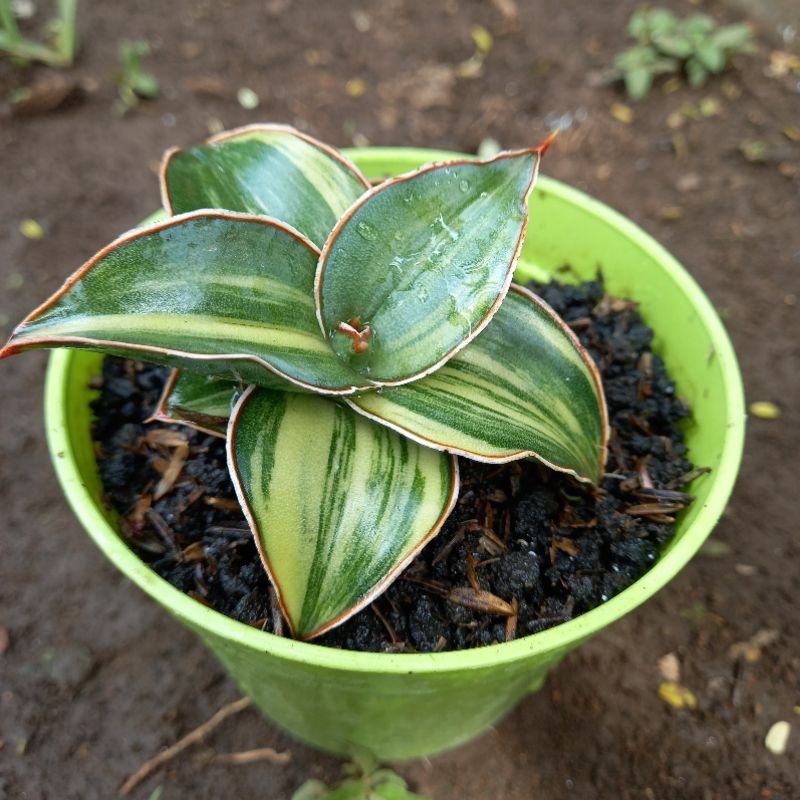 sanseviera sanseviera lidah gaja SANSEVIERA BLUE LEAF