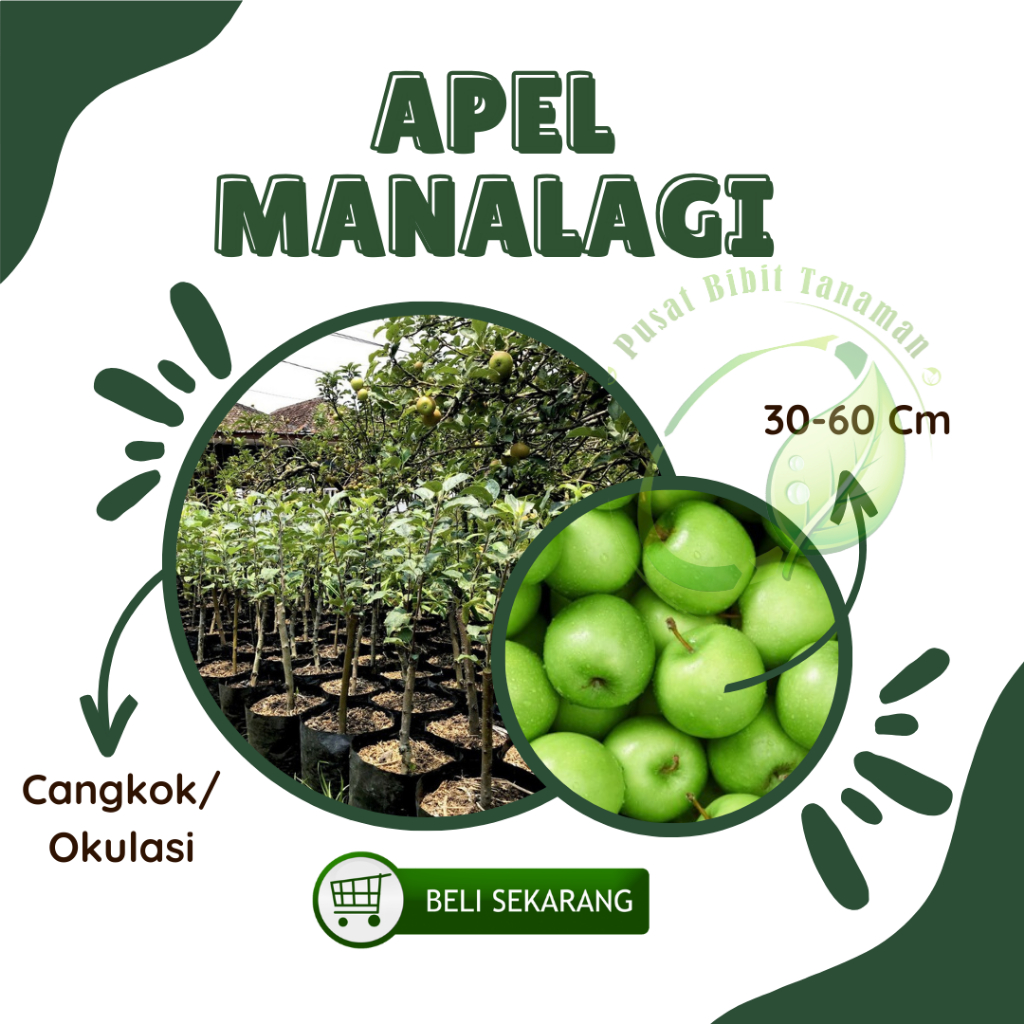 Bibit tanaman buah apel manalagi Apel Malang
