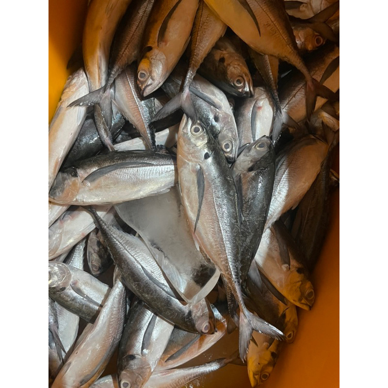 

Ikan Cakalang Fresh