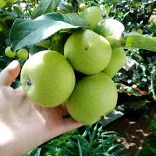 Bibit buah apel manalagi hasil cangkok