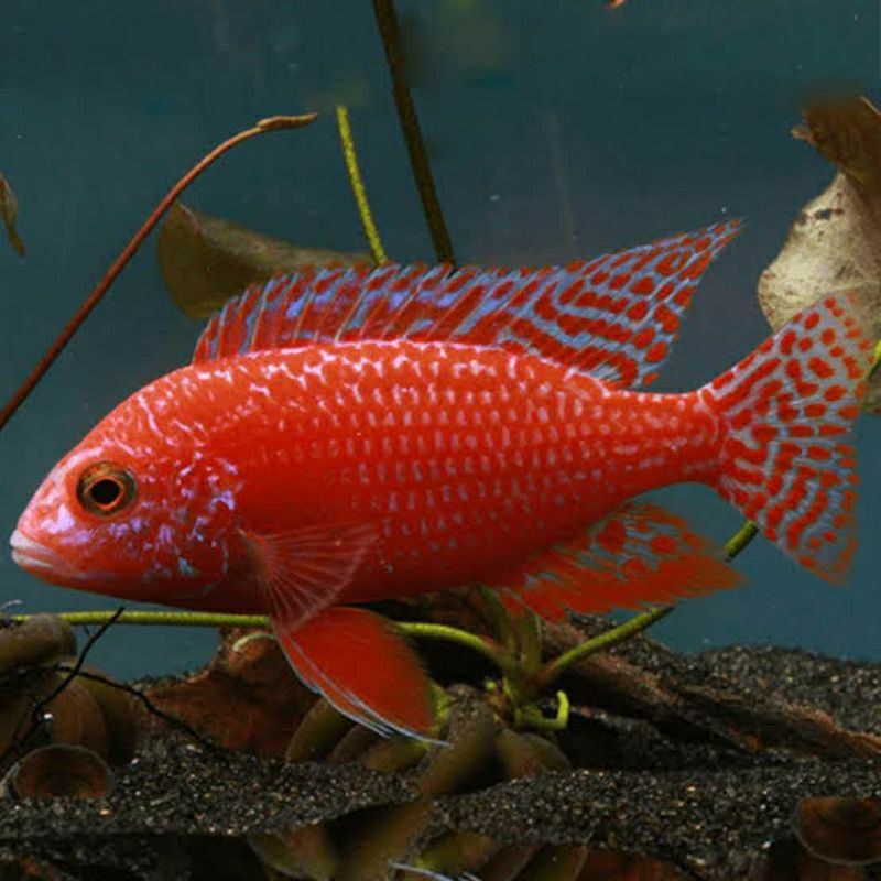 cichlid dragon blood 6-7 cm