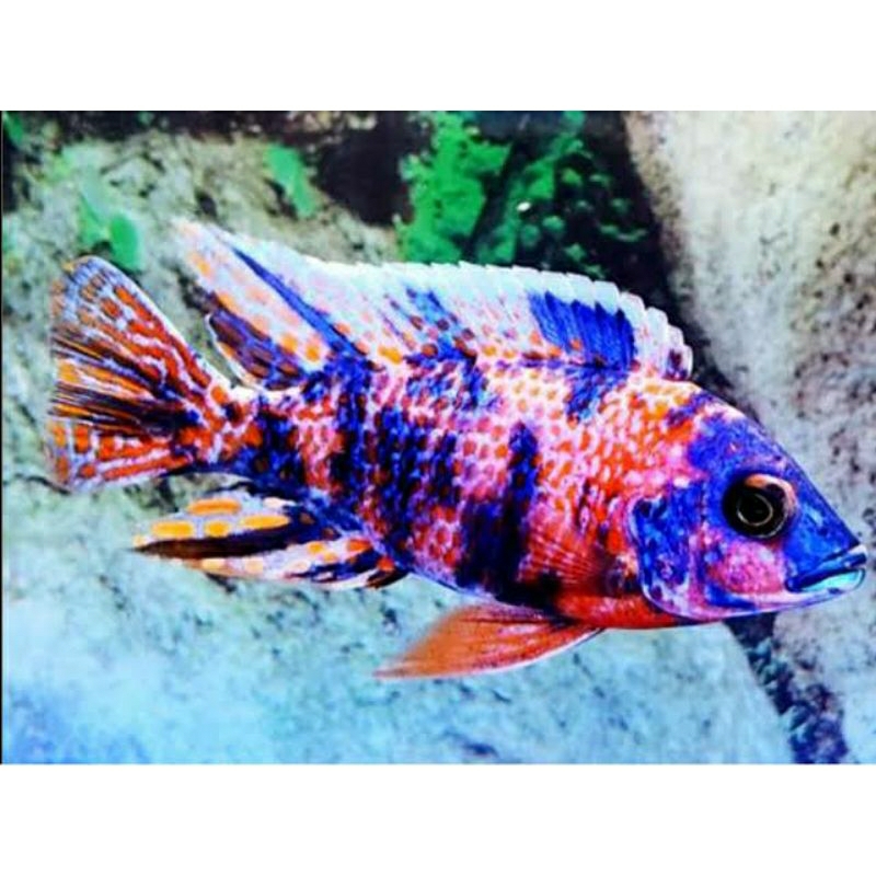 cichlid ob peacock 6-7 cm