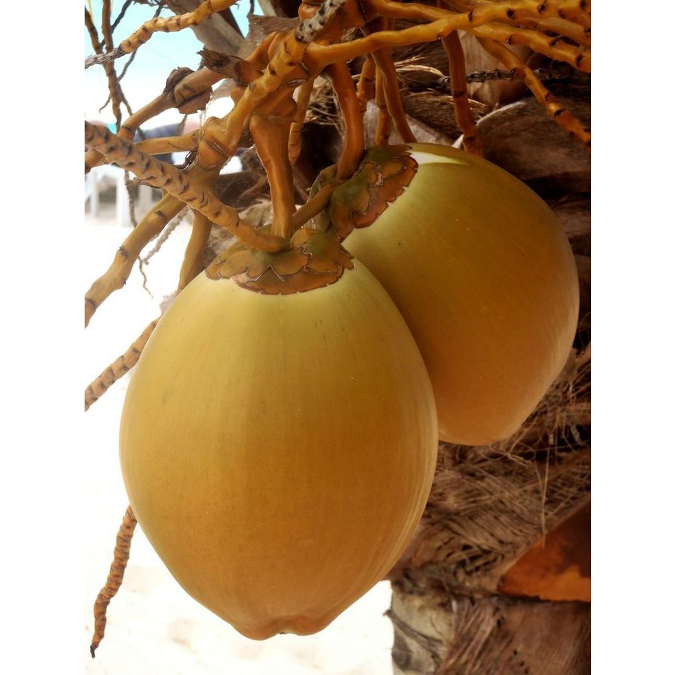 

Kelapa Gading Muda Kelapa Gading Kuning