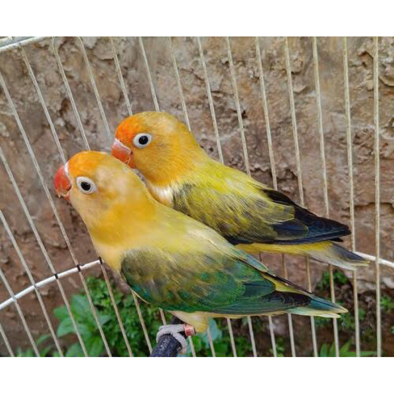 BURUNG LOVEBIRD/LAKBET WARNA PB EUWING SEPASANG