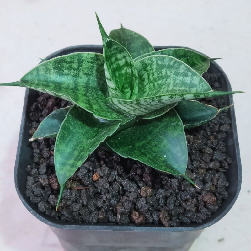 sansevieria sindoro