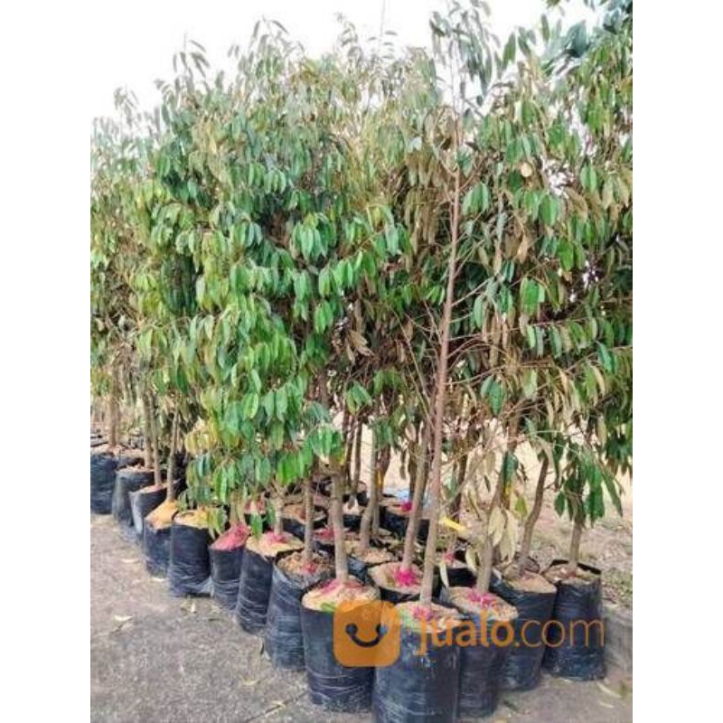Bibit DURIAN BATANG BESAR ( bawor, montong, musangking, duri hitam)