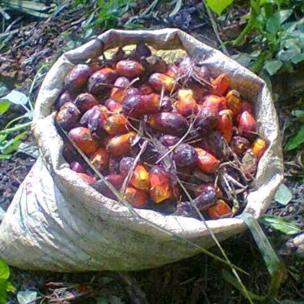 

Buah Kelapa Sawit 15 Biji Langsung Dari Pohon