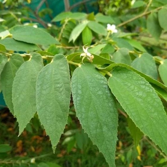 

Daun Kersen 200g Segar