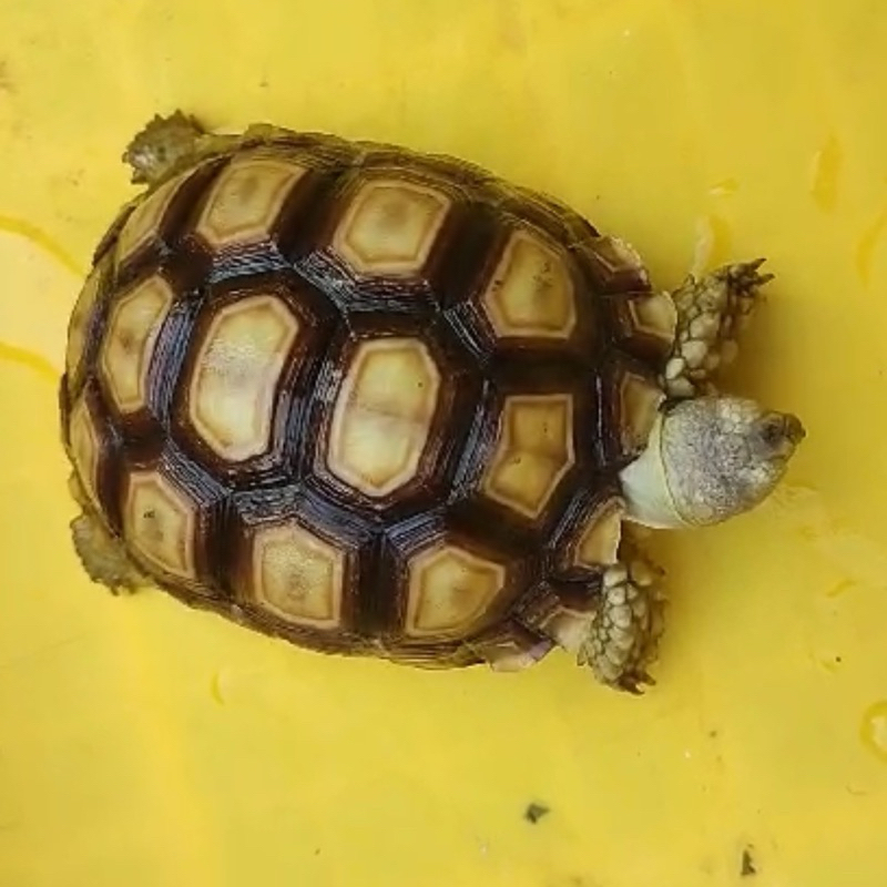 koleksi Sulcata 10 cm KuraSulkata Adopt Me Hobby Hobi Mainan Pelihara Pet