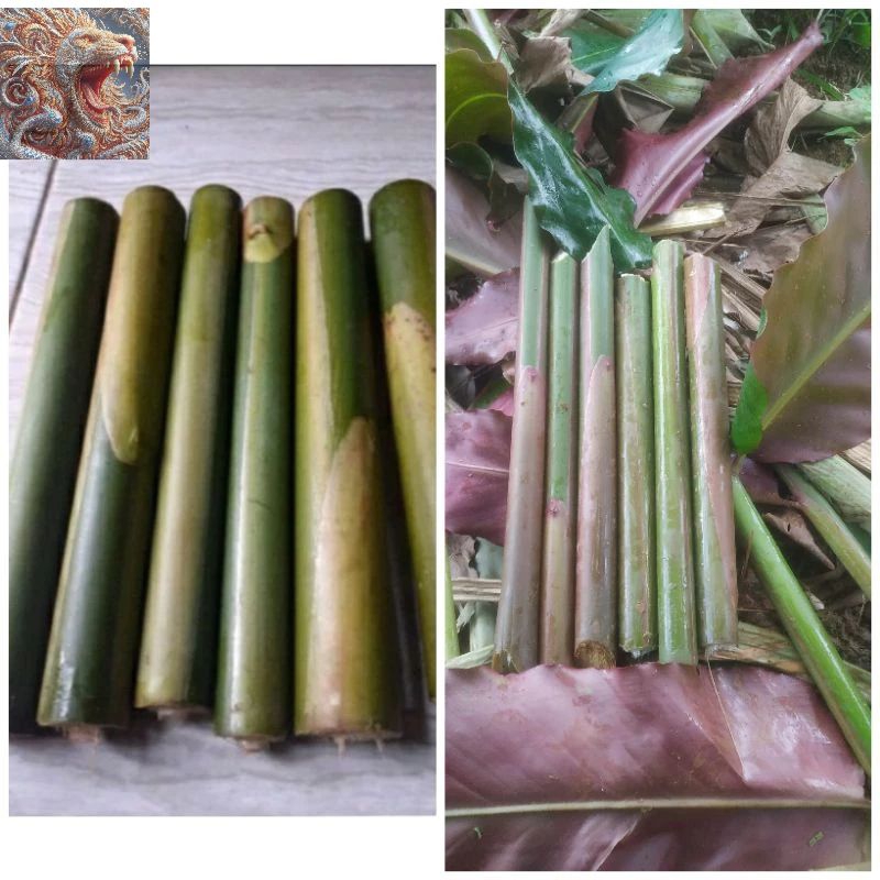 

Batang pohon kecombrang muda fresh 1 kg