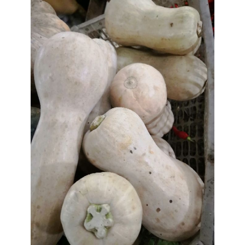 

butternut pumkins / labu madu