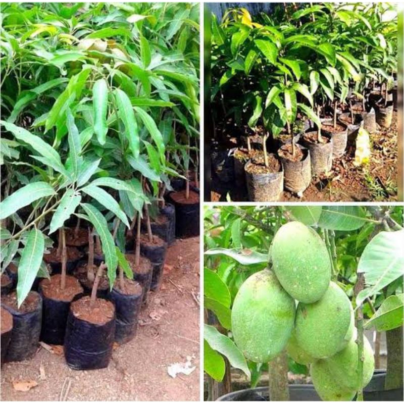 Bibit Tanaman Buah Mangga Manalagi ( Okulasi )