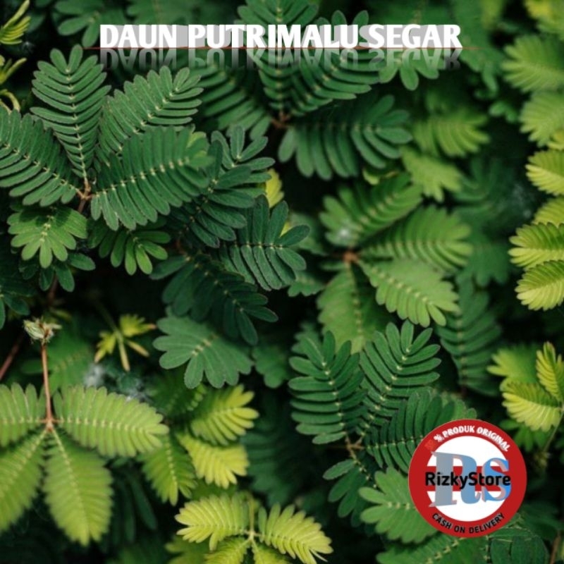 

Daun putrimalu segar kemasan 250gram