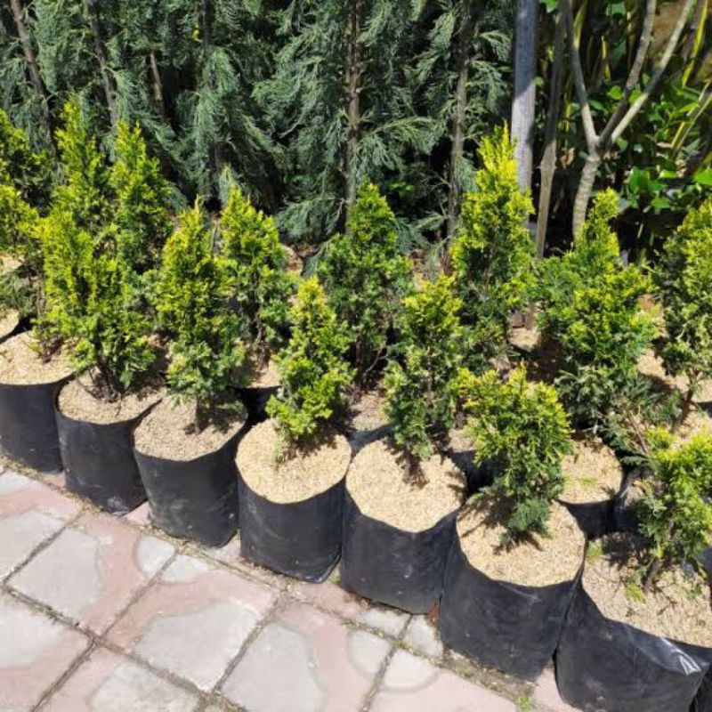 Tanaman Hias Cemara Golden / Cemara Golden Peking