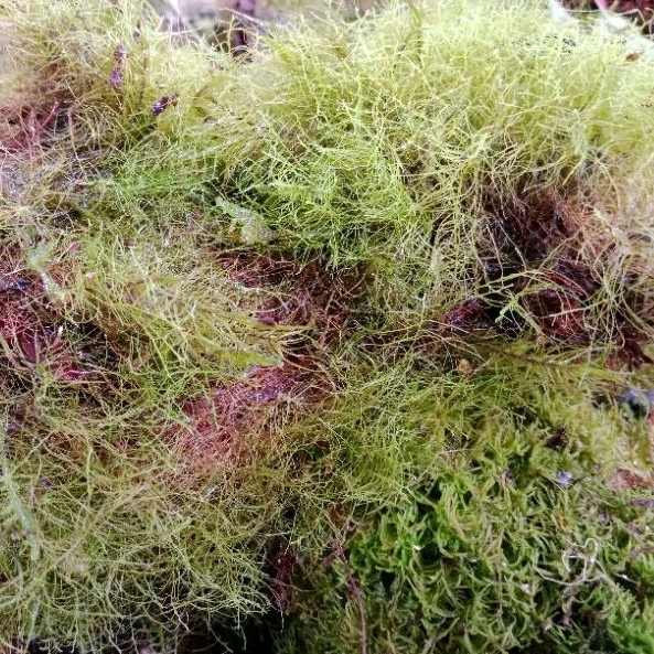 Sphagnum Moss 1 kg kering Media tanam Anggrek