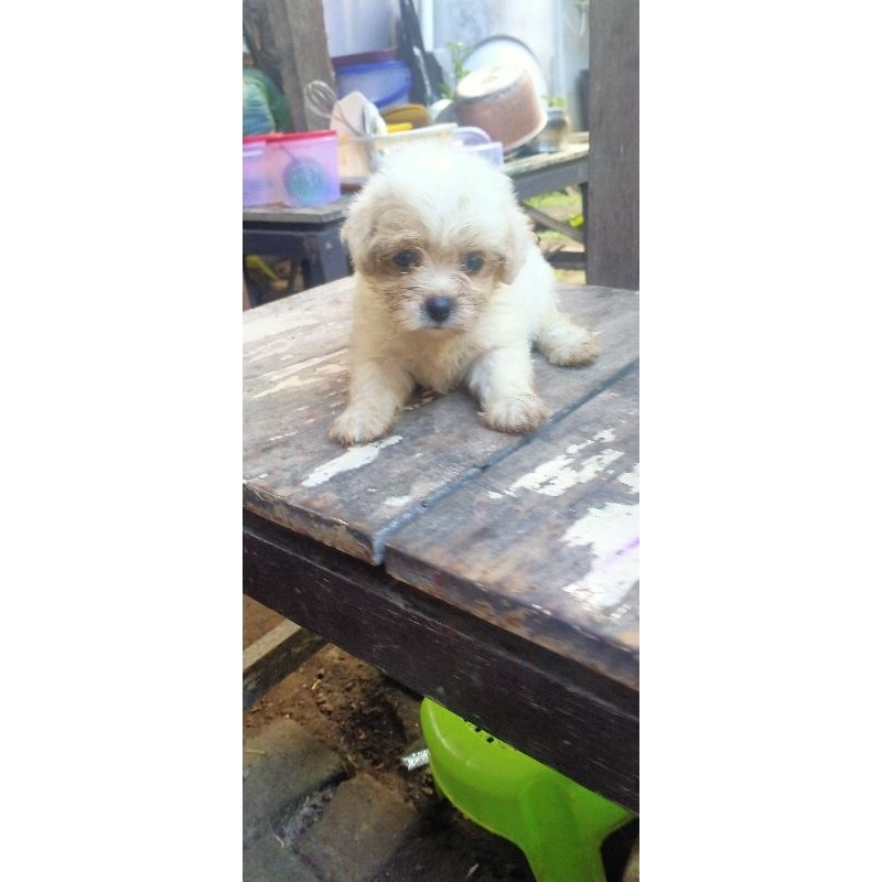 maltipo betina dan jantan