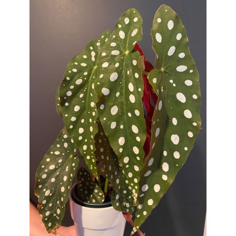 Tanaman hias begonia polkadot angel wing | anggel wing