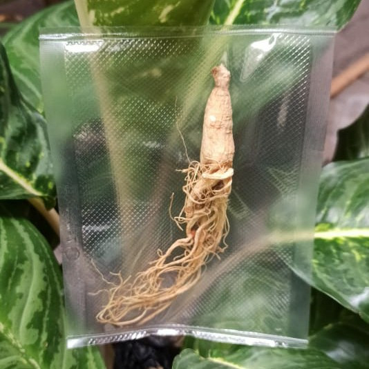 

Akar Ginseng Alam Harga Perbatang ± 8 Gram