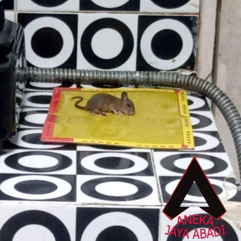 LEM TIKUS BESAR CAP GAJAH PERANGKAP TIKUS SIAP PAKAI TERMURAH