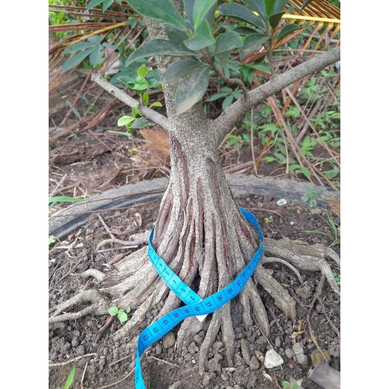 BERINGIN ELEGAN ORI PROKAR PECAH BATANG PROSPEK INTIMEWA