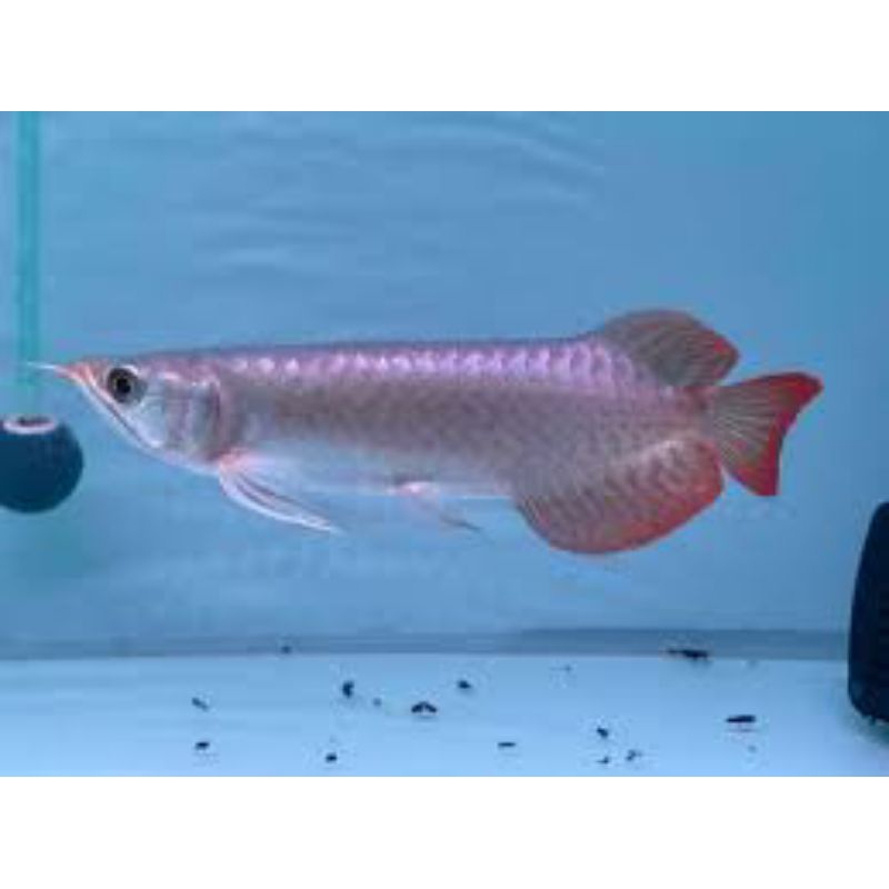 Ikan Arwana Super Red 15-17cm
