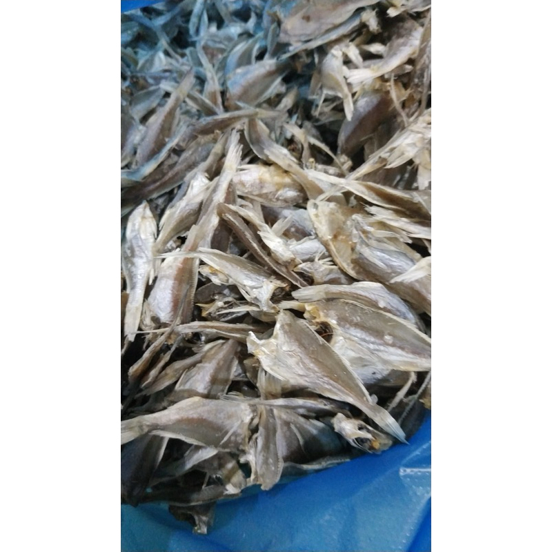 

Anak ikan gulama