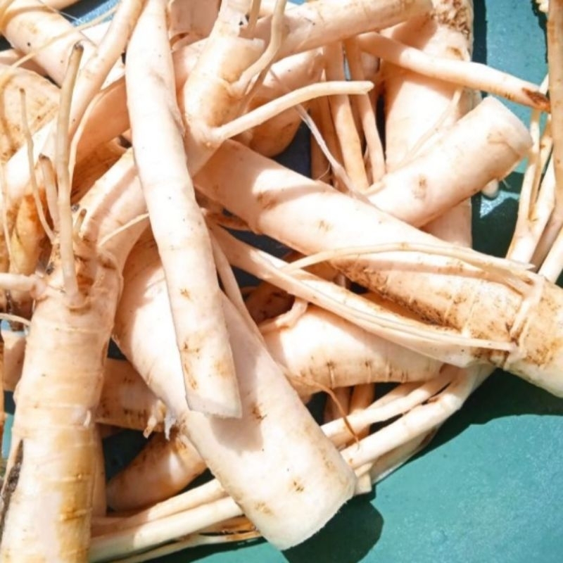 

Akar Pepaya Segar Paket 500 Gram