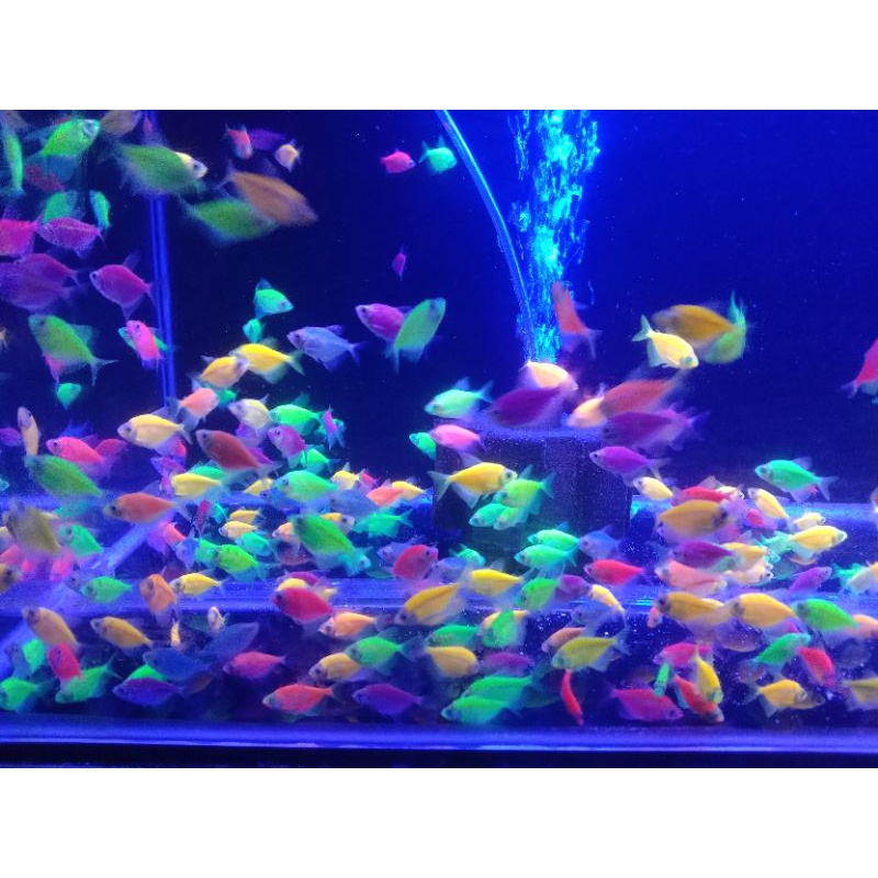 Aquascape Glofish Tetra Glowfish cantik