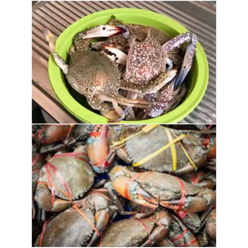 

Kepiting rajungan 1kg