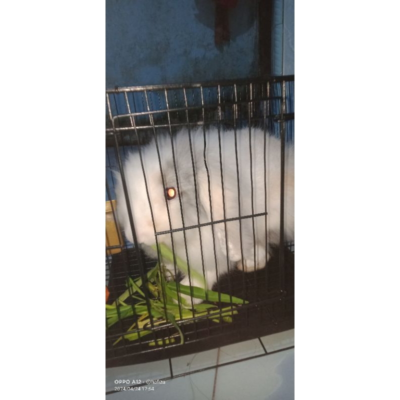 kelinci American fuzzy lop