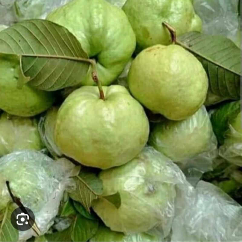 

JAMBU KRISTAL BANGKOK FRESH PER 1KG |Fresh dan Segar |