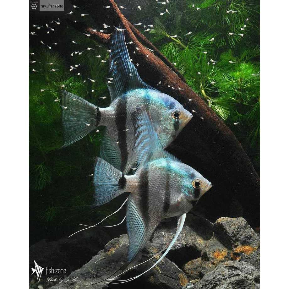 SEPASANG INDUKAN MANFISH BLUE PHILIPINE - ETALASE