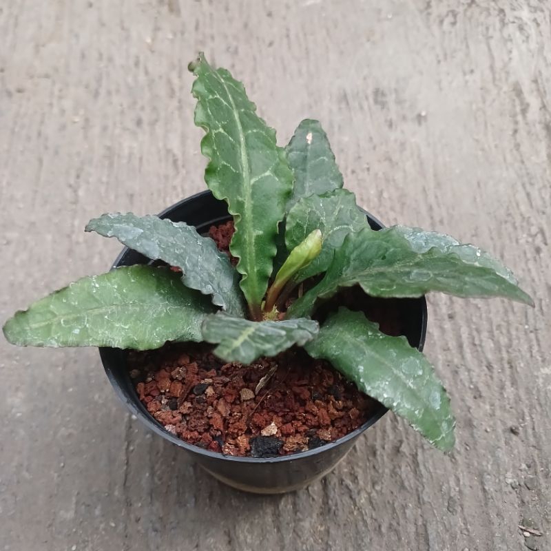 euphorbhia francoisi