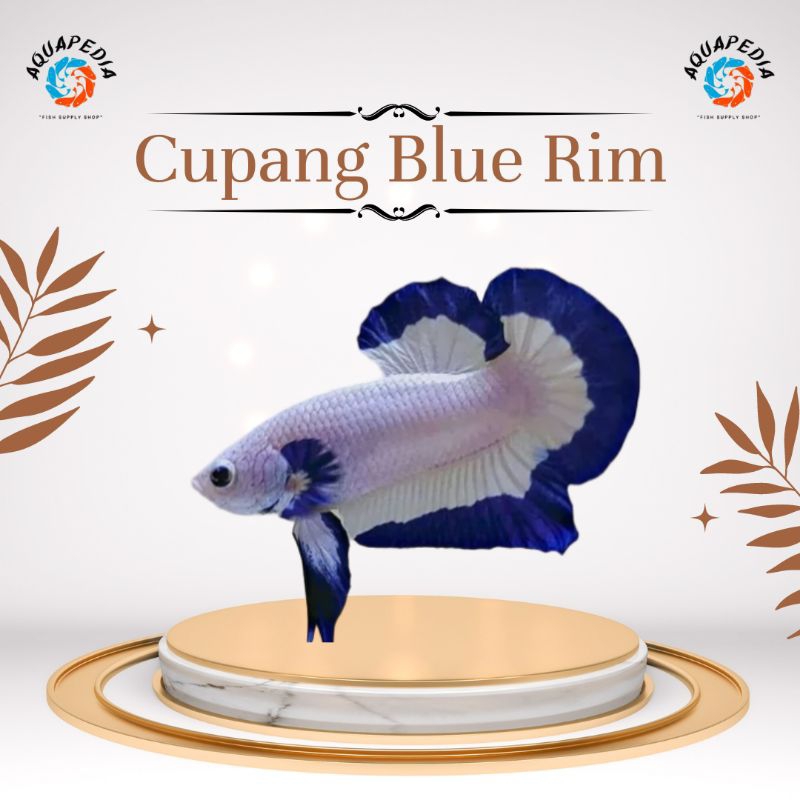 Cupang Blue Rim - Hiasan Aquarium - Blue Rim - Cupang Blitar - Cupang