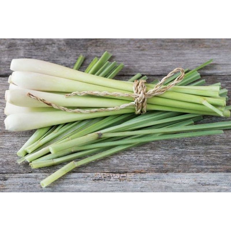 

SEREH GAJAH JUMBO FRES SEGAR PER 500 GRAM