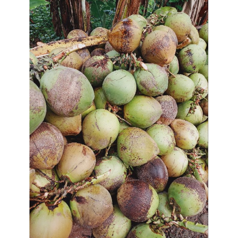 Kelapa muda Kelapa hijau segar kelapa muda segar utuh