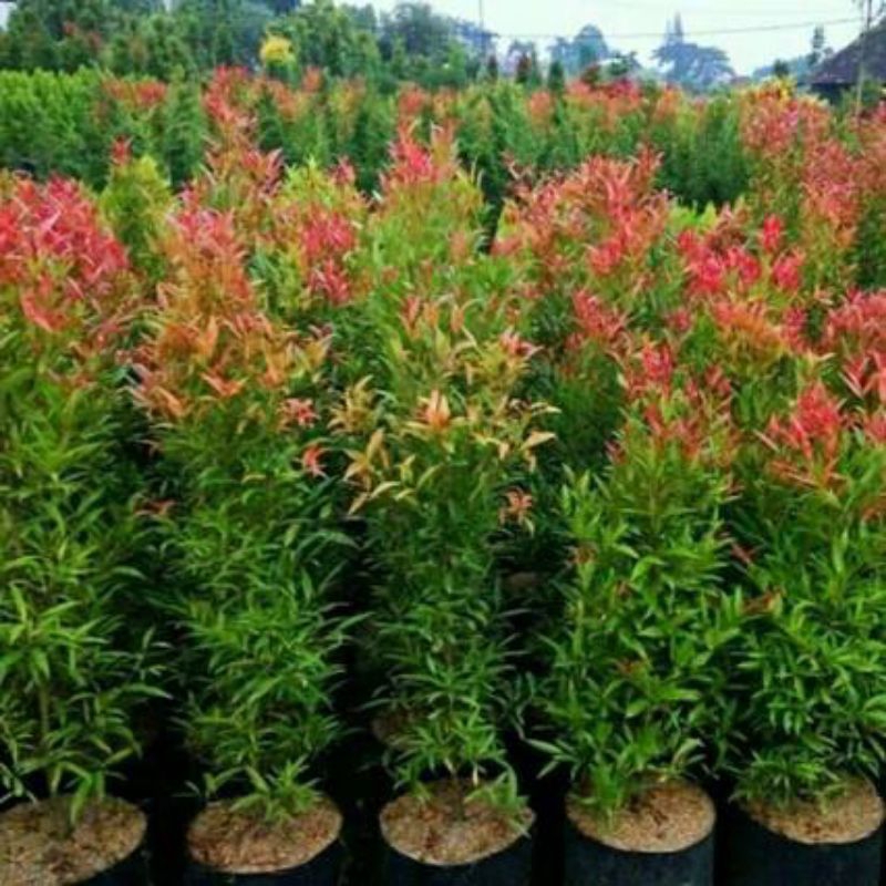 tanaman outdoor pucuk merah free pot