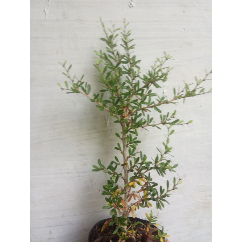 bibit bonsai saeng simbur mikro Vietnam bunga ungu