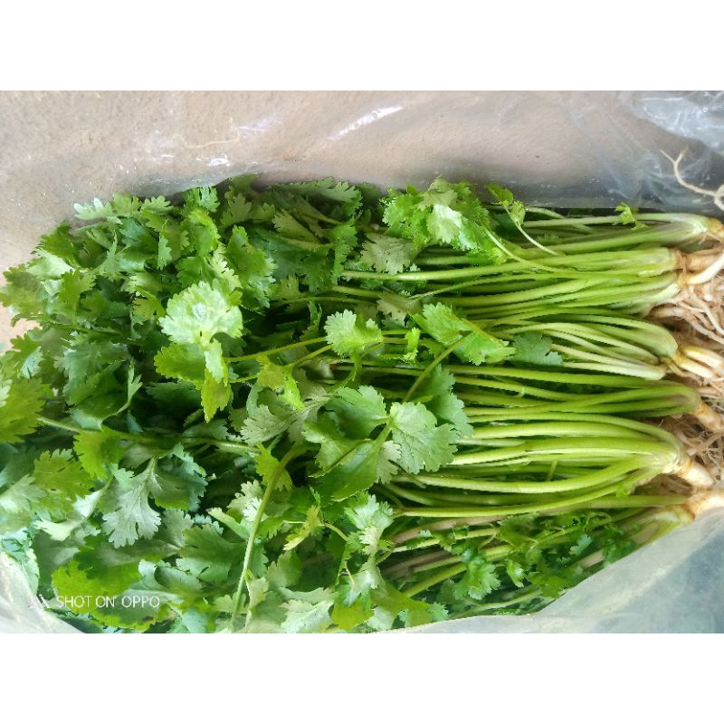 

Daun ketumbar/daun wangsui "SEGAR"Per ikat 250gram