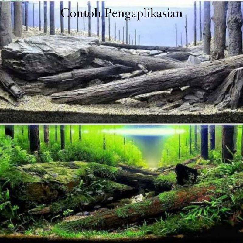 Hardscape Batang Kayu Pinus Aquascape Paludarium Terrarium / Media tanam anggrek