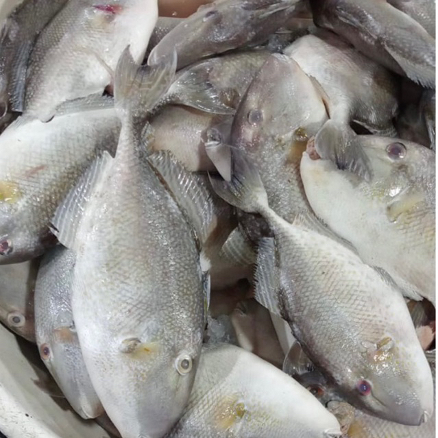 

Ikan Ayam Ayam Etong Kambing Segar