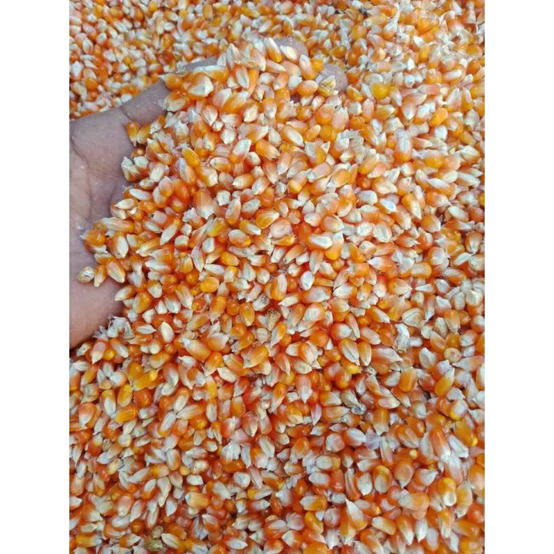 JAGUNG KRISTAL PAKAN BURUNG PERKUTUT JAGUNG BESAR JAGUNG GOTER PAKAN BURUNG