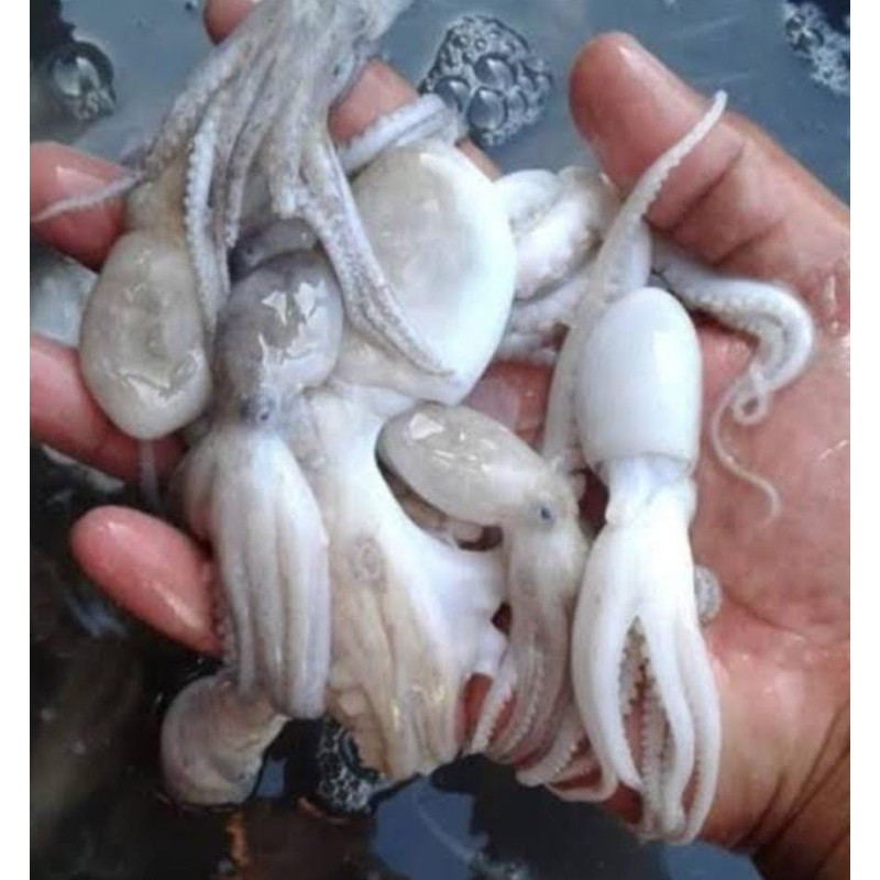 

Baby Gurita Octopus Segar