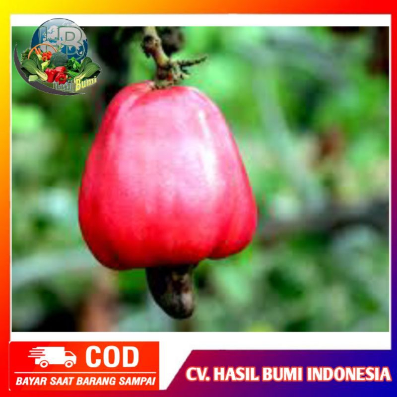 

Buah jambu mete jambu monyet segar organik per 1buah