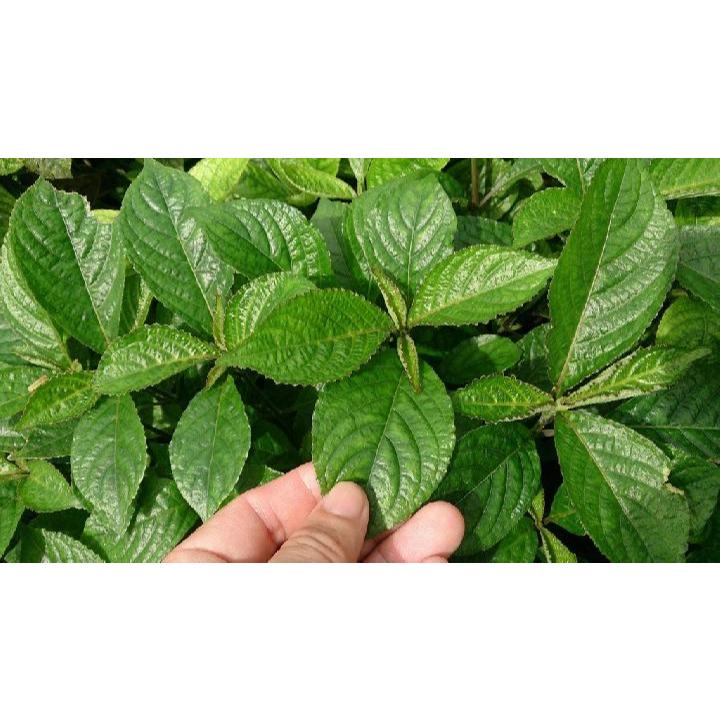 

DAUN KEJI BELING 500 GR asli segar masih fresh