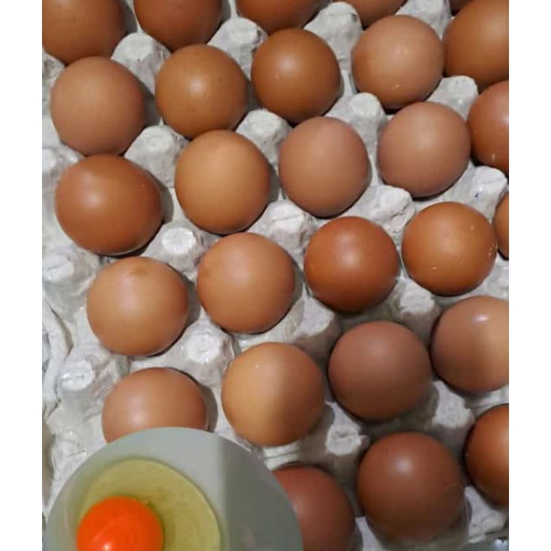 

TelurOmegagoldenegg