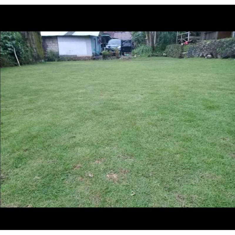 Bibit Rumput Jepang 1meter/Rumput Taman JABODETABEK